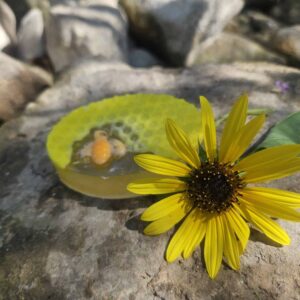 סבון גליצרין עם ריח של תה ירוק ומלפפון